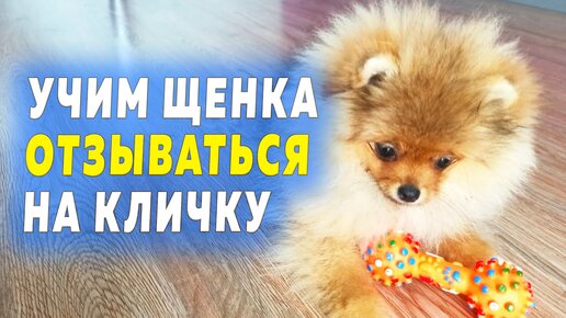 Учим щенка шпица отзываться на кличку