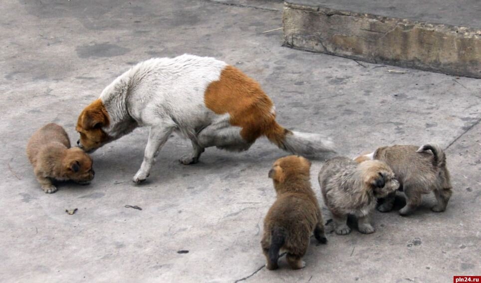 Фото из открытых источников информации