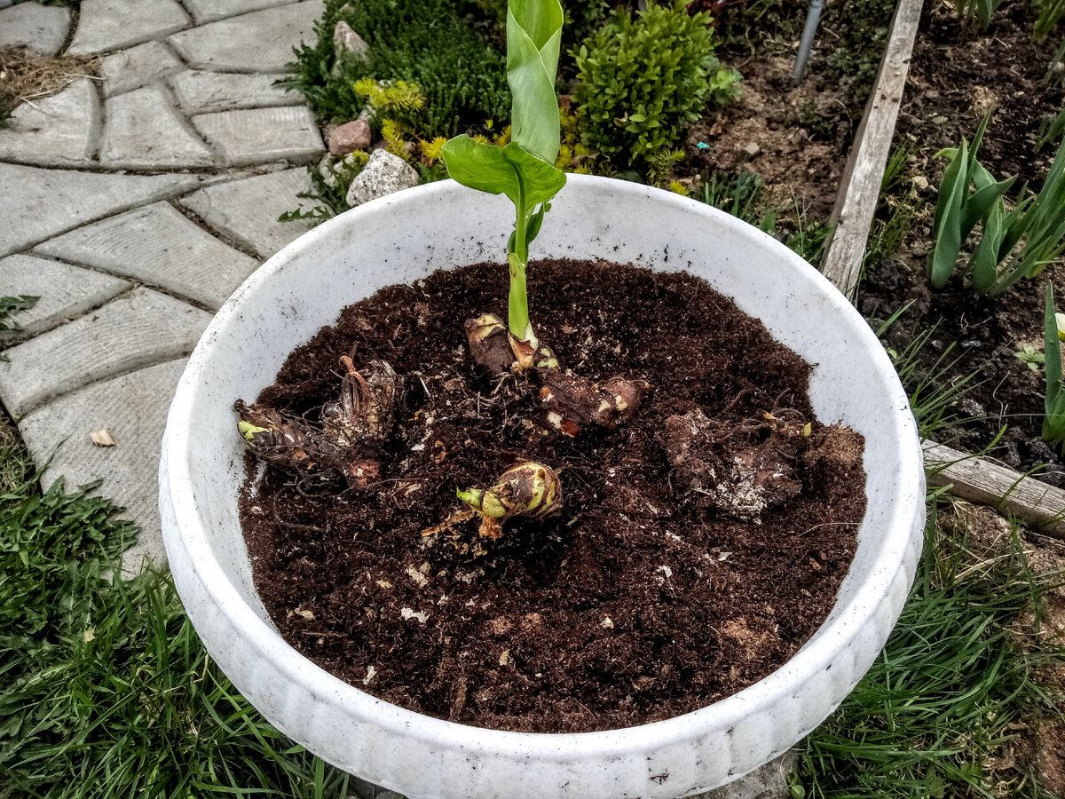 Посадка проросших корневищ канн в кадку, 15 мая 2021