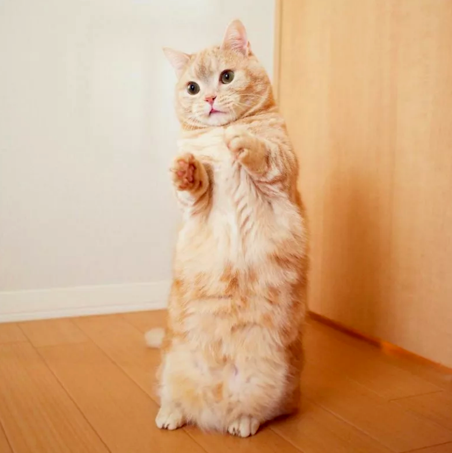 Они могут сидеть так часами, особенно перед окном