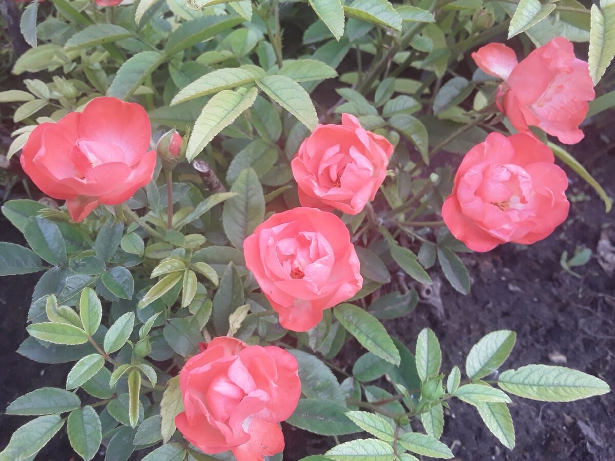 Хотя в июне роза цвела, истратив последние силы