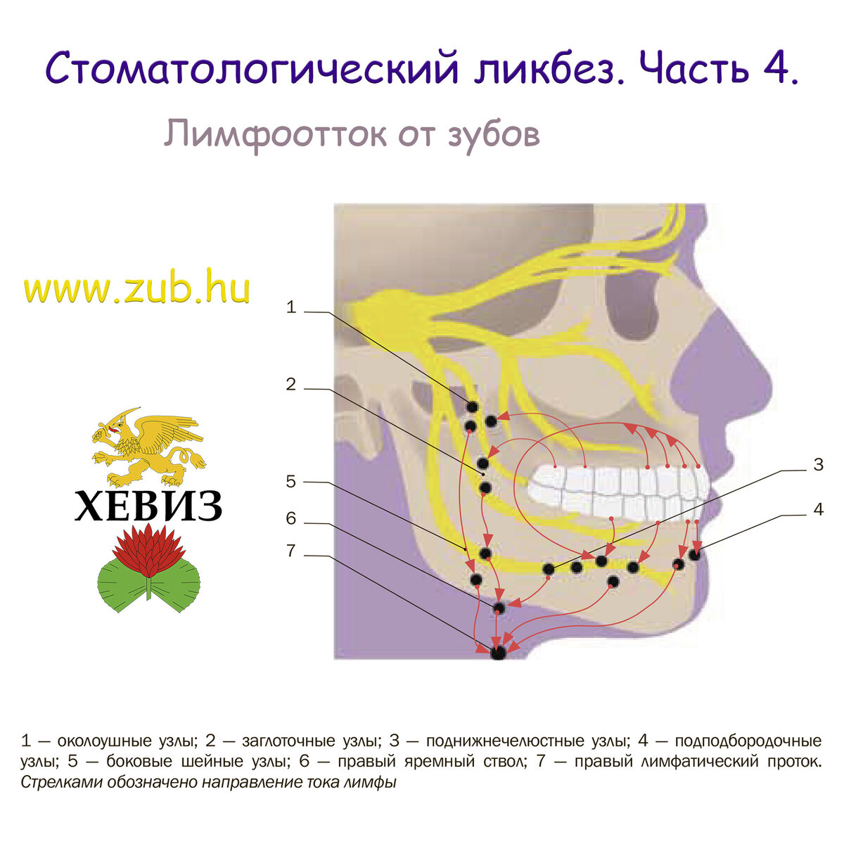 Стоматологический ликбез. Часть 4. Лимфоотток от зубов