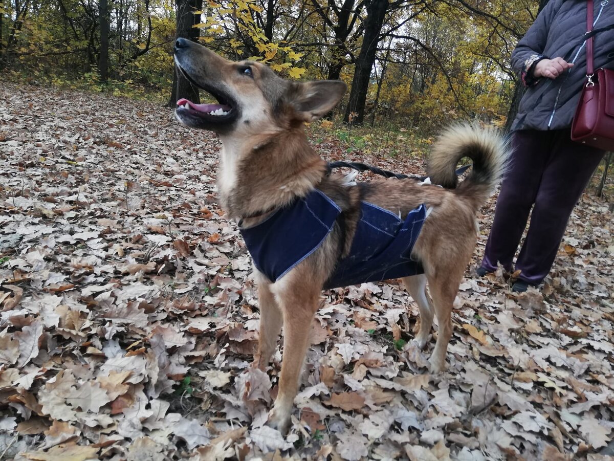 Ириска уже в Зооцентре. Смотрит на вертолёт