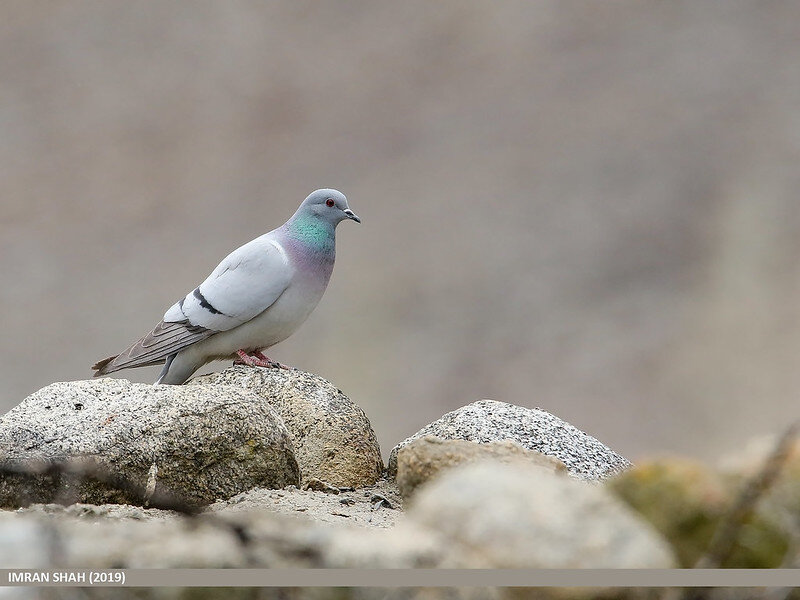 Скальный голубь. Фото Imran Shah (flickr.com)