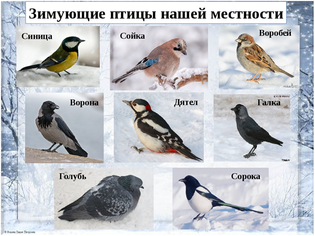 какие зимующие птицы бывают