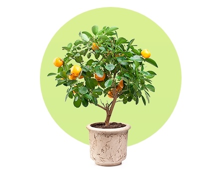 Вся правда о деревьях