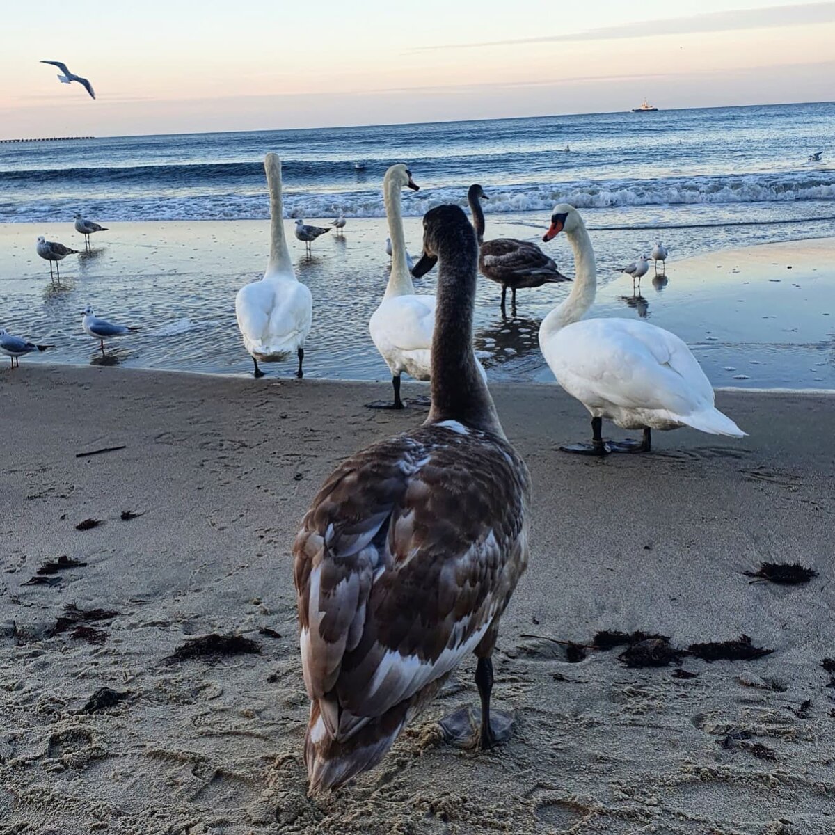 Город Пионерский (Нойкурен) в Калининградской области. Ноябрь 2021 г.