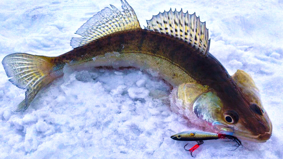 Судак на бокоплав