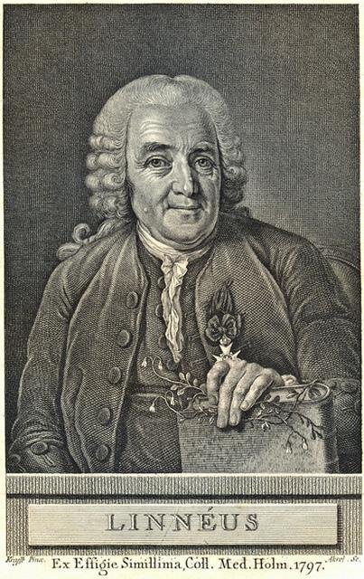 Карл Линней с этим цветком. Автор гравюры неизвестен.