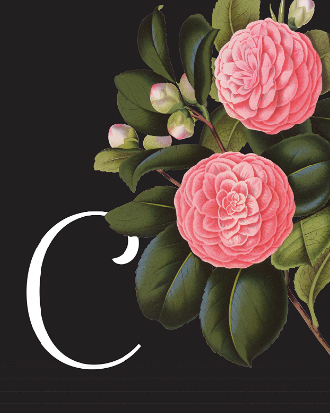 Иллюстрация Терезы Диетц 