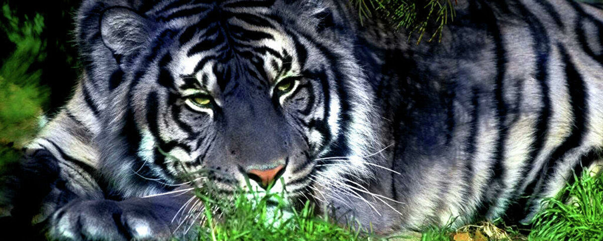 Согласно китайскому календарю, наступающий 2022 год — год Голубого Водяного Тигра.