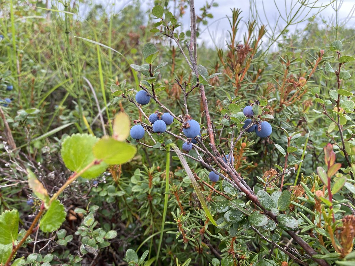 Куст голубики в Камчатской тундре. 