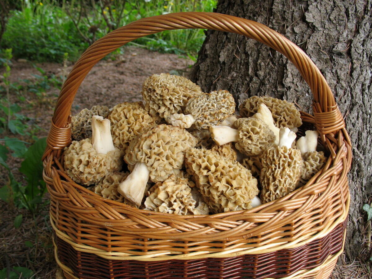 Сначала грибы. Сморчок съедобный (Morchella esculenta).. Шампиньоны, сморчки, трюфели. Гарашки грибы. Корзинка со сморчками.