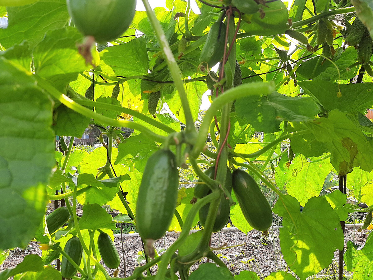 длинными не вырастают