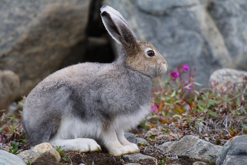 Звук издает заяц. Lepus arcticus. Арктический заяц. Калифорнийский заяц. Арктический Беляк.