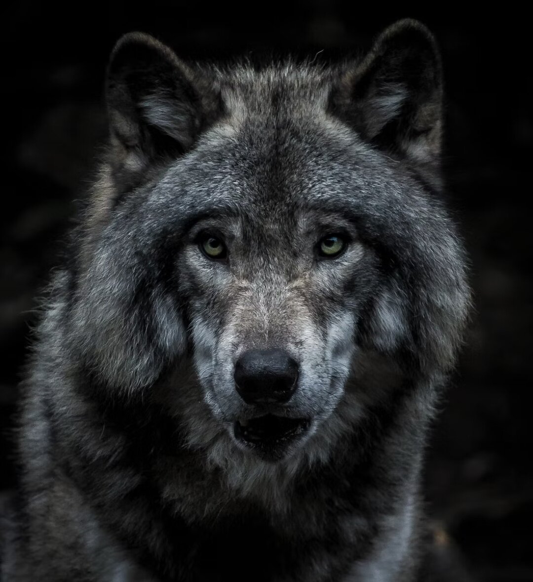 Photo by Marc-Olivier Jodoin on Unsplash