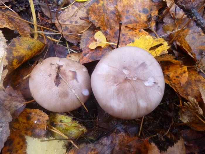 Молодые фиолетовые рядовки