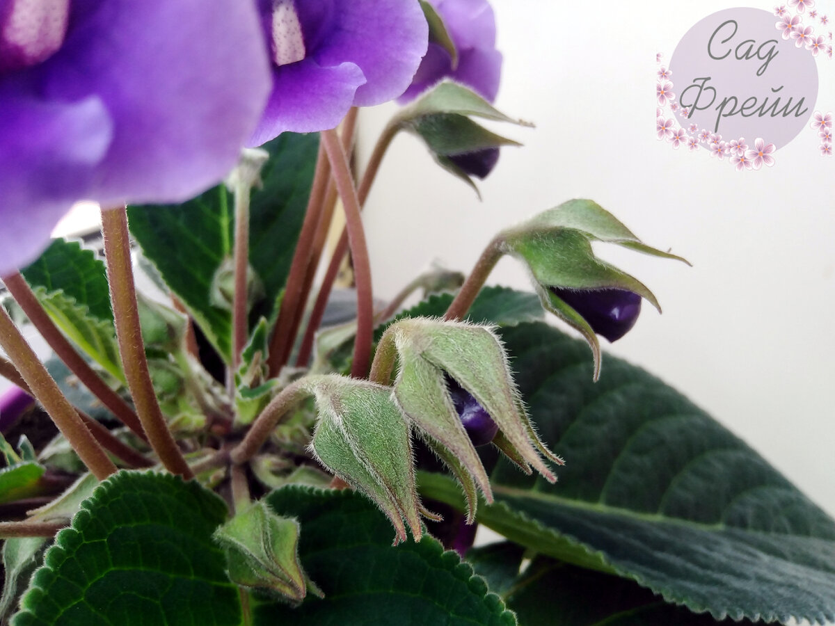 Не знаю, почему, но обожаю фотографировать бутоны Геснериевых в профиль