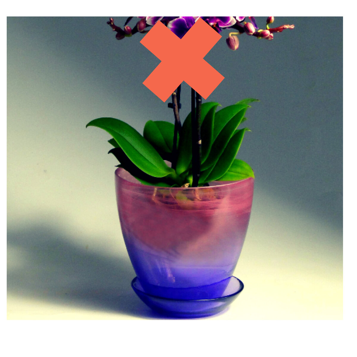 Фаленопсис не цветет, а так хочется!