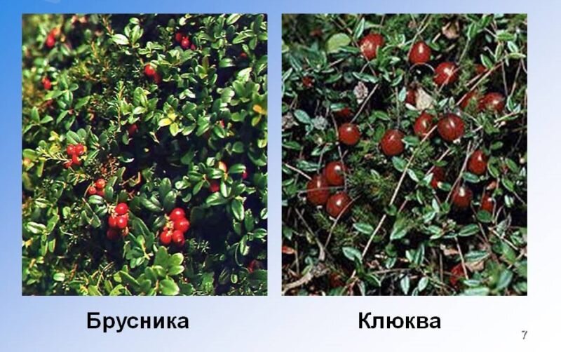 Клюква и брусника
