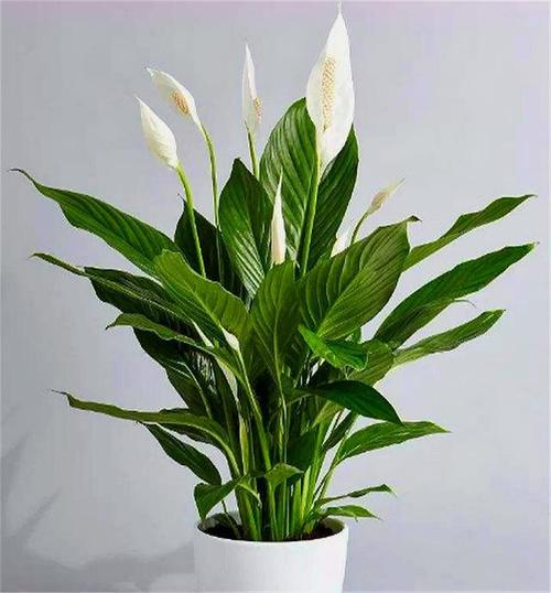 Спатифиллюм (Spathiphyllum)