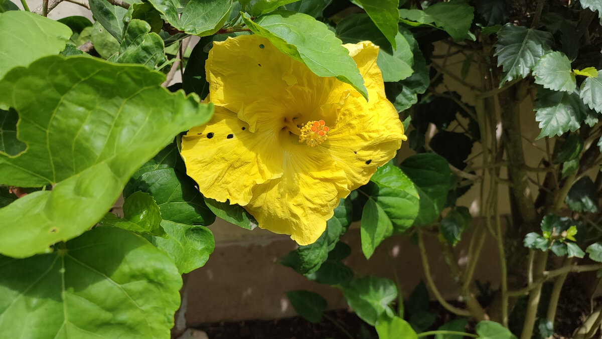 Улитки грызут растения в нашем саду