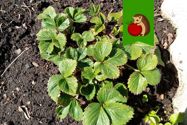 Первая подкормка клубники весной: когда и чем лучше?0