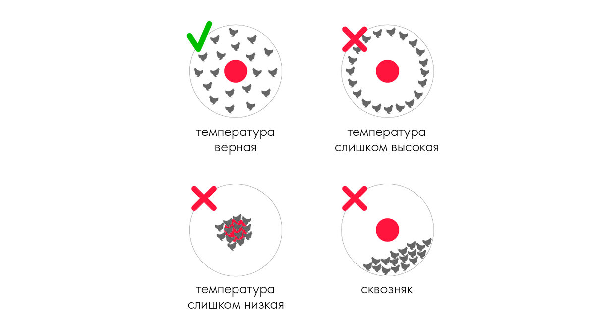 Как определить температуру по расположению птицы относительно источника тепла.