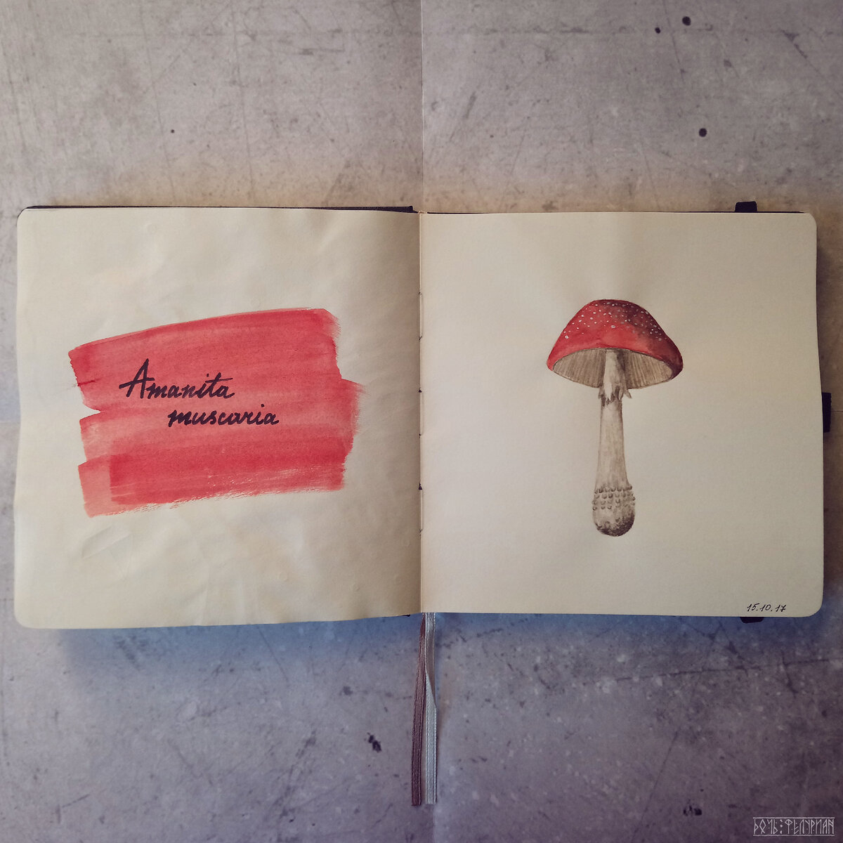 Amanita muscaria (мухомор красный), 15.10.2017