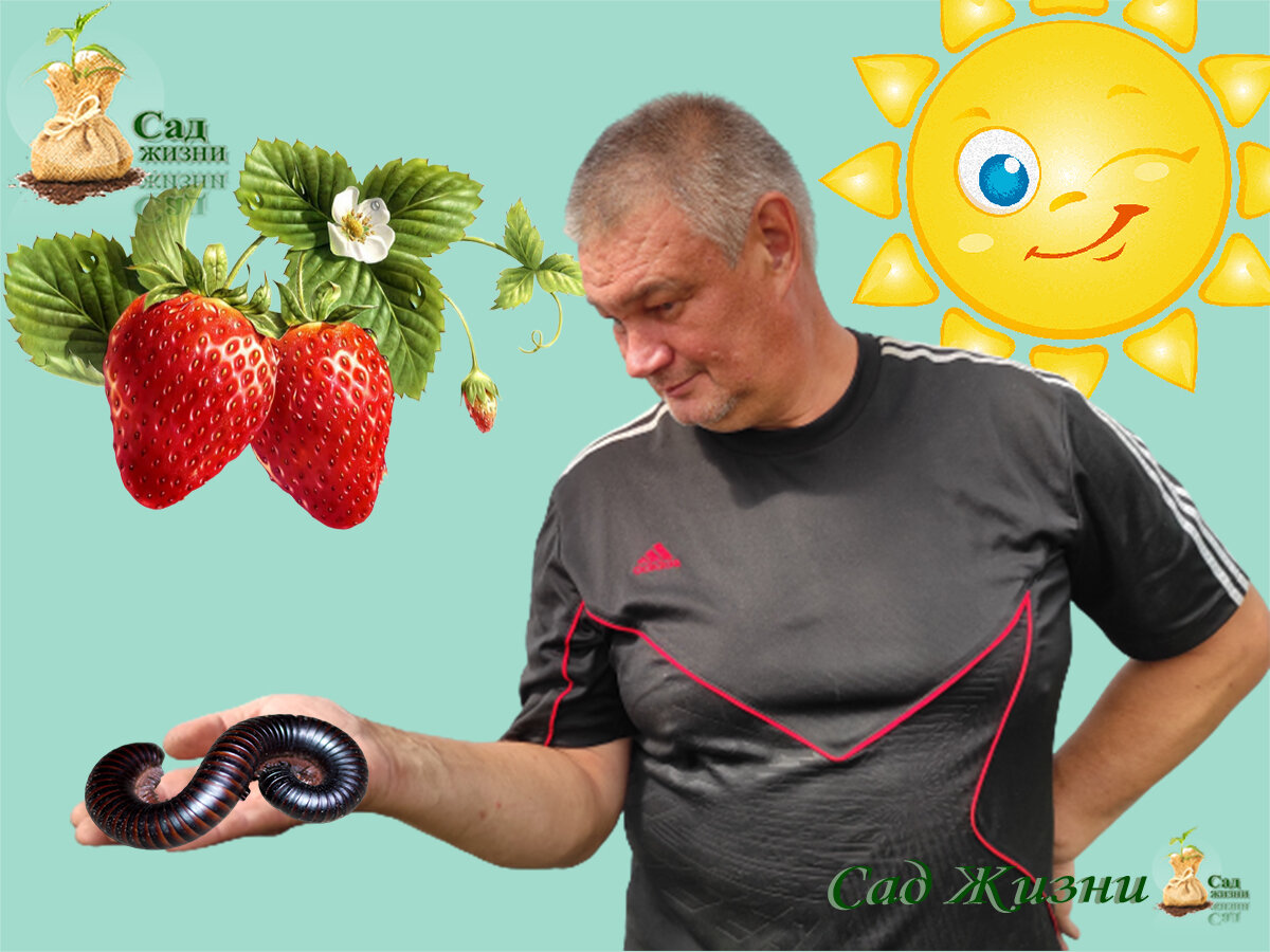 Кивсяки