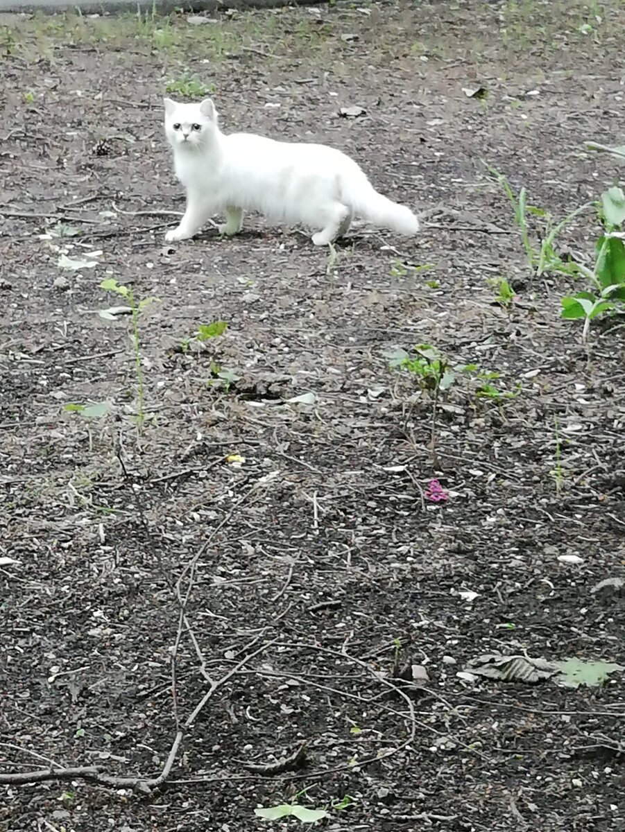 Вот такой мы её первый раз увидели. Напугана была ужасно