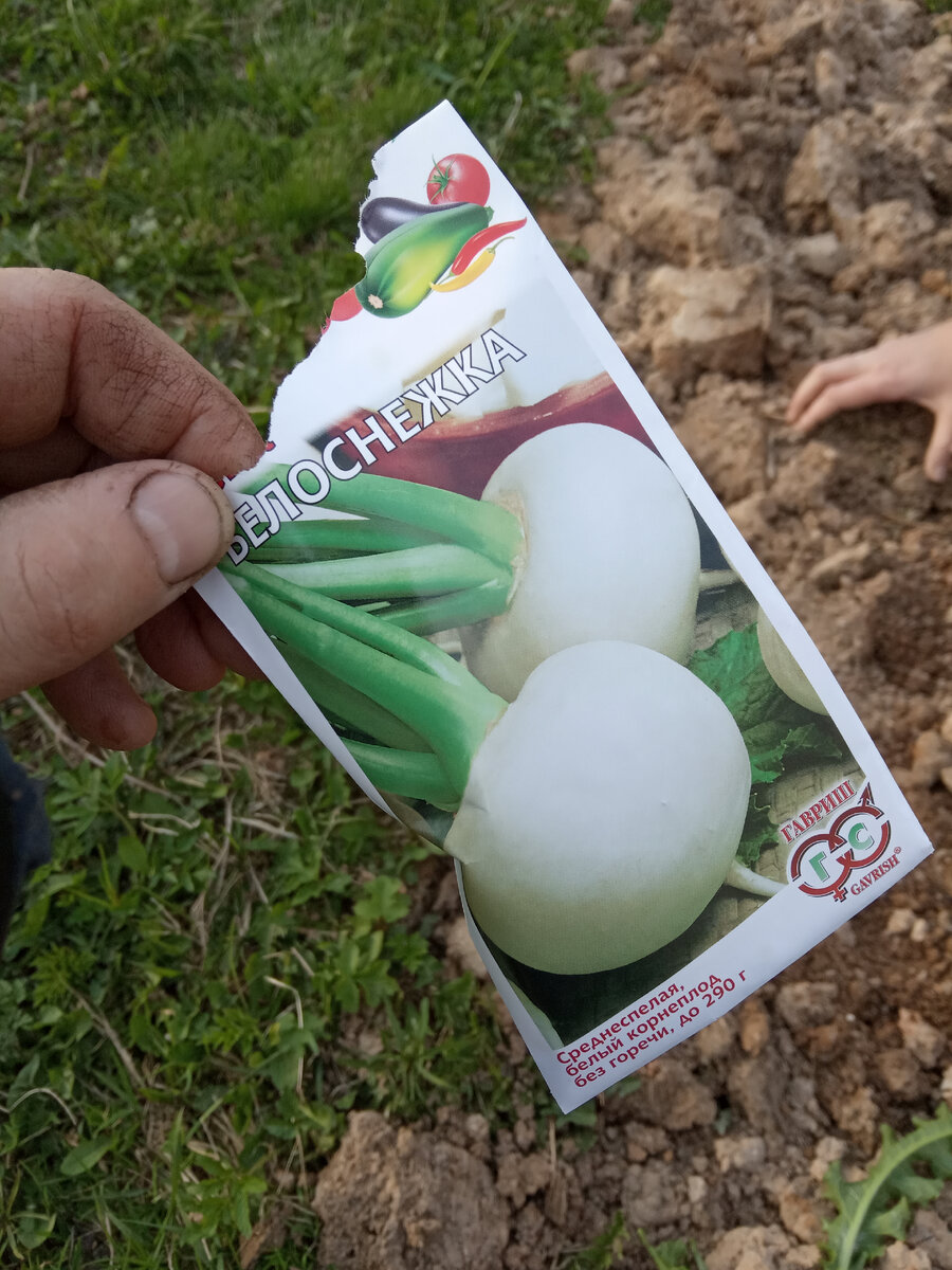 В этом году сажаем два сорта: "Белоснежка" и ...