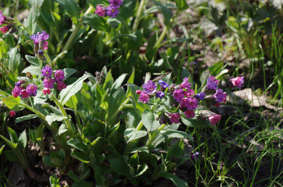 Медуница неясная (Pulmonaria obscura)
