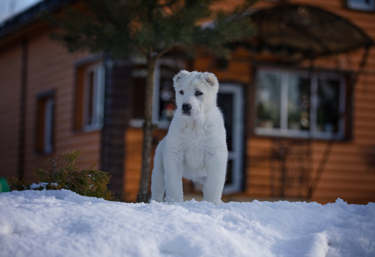 Открывает галерею бело-палевая девочка (Гера, как назвали ее хозяева). Приняла гордую стойку, наблюдая, что происходит на водоеме