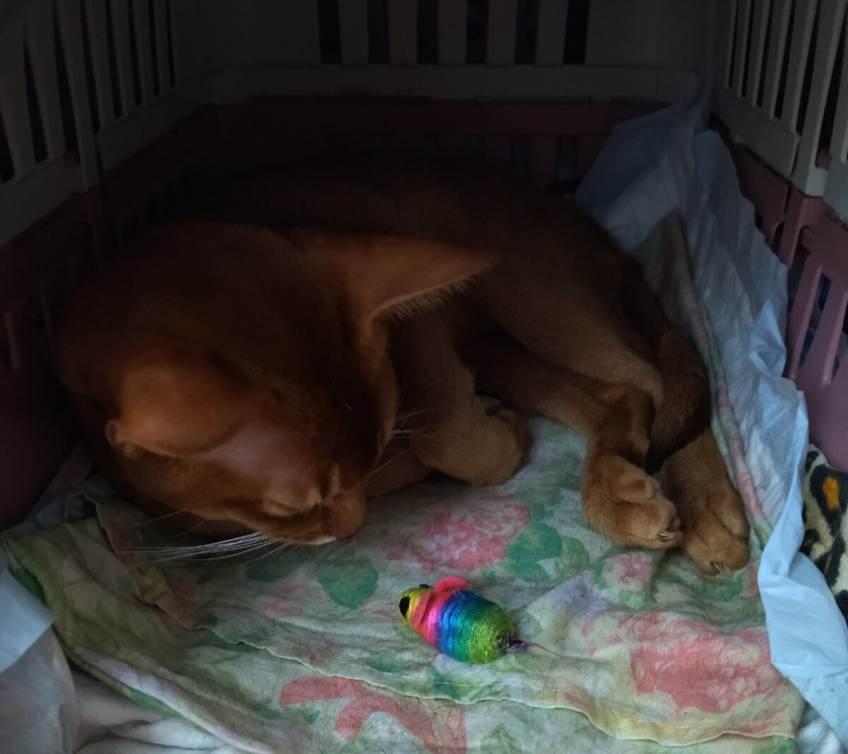 Рудик со своим бесхвостым мышонком