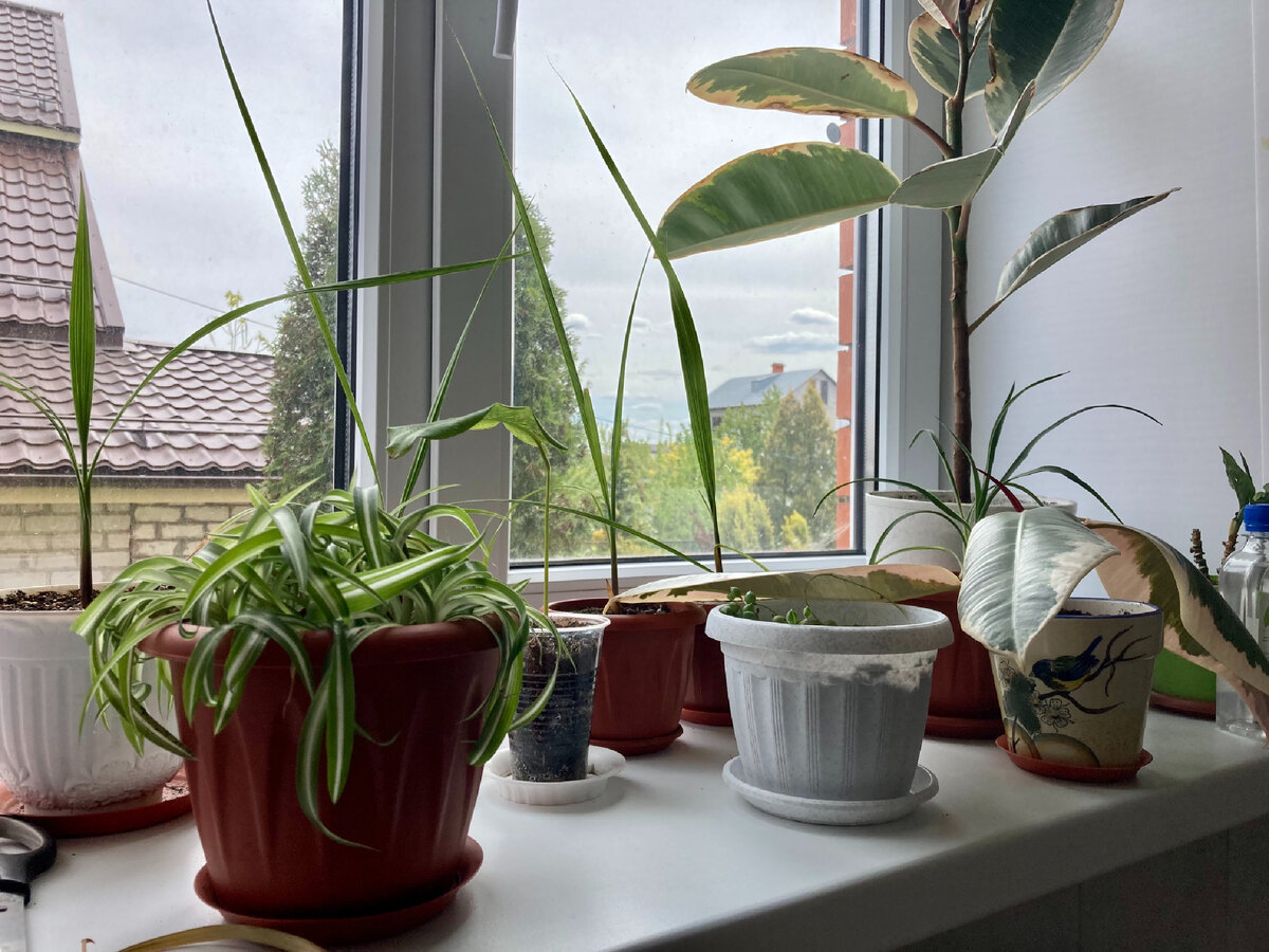 У меня под мой цветочный «детский сад» даже целый подоконник в котельной отведен