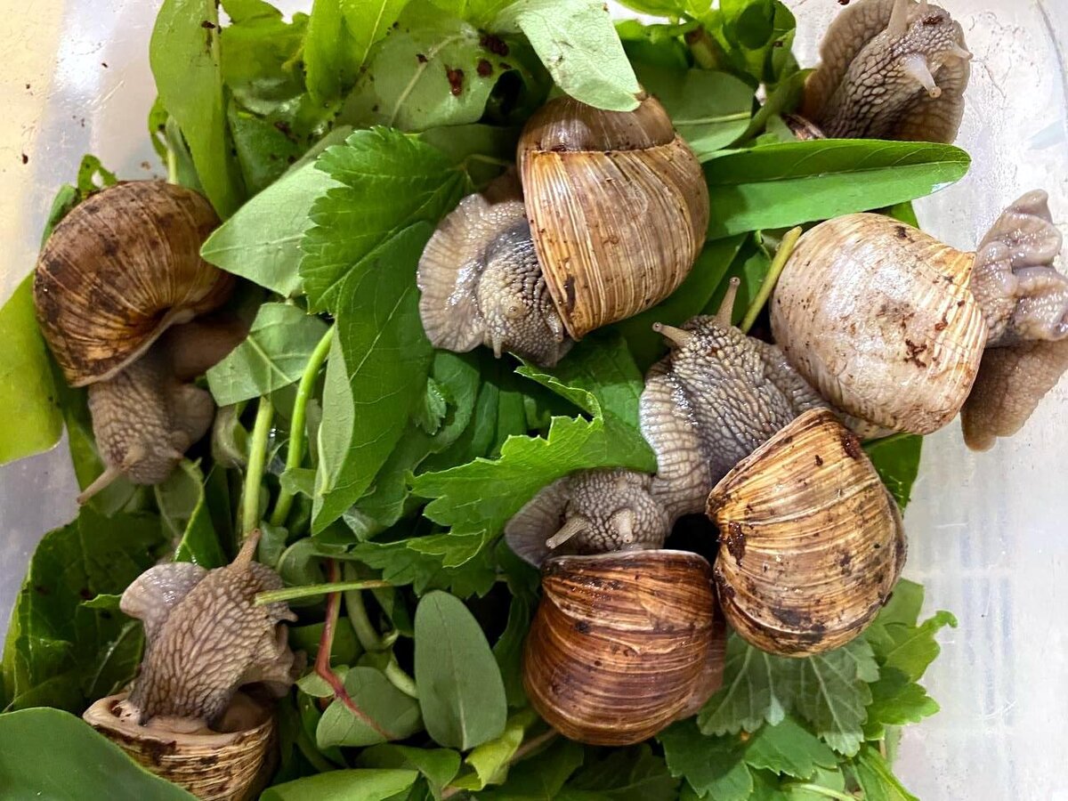 Виноградные улитки Helix Pomatia в Иваново