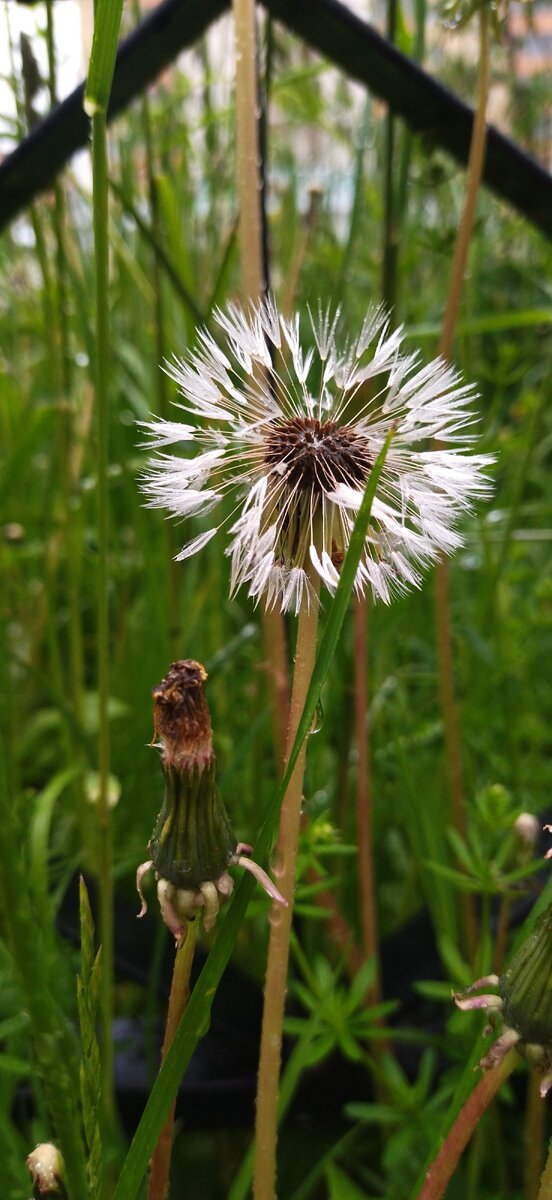 Просветлённый одуванчик) 