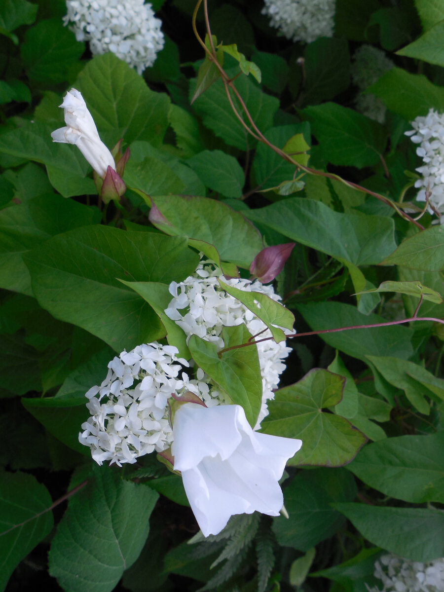 Вьюнок полевой в представлении  не нуждается. Нуждается в срочном искоренении. Пусть в поле растёт, а не в саду!