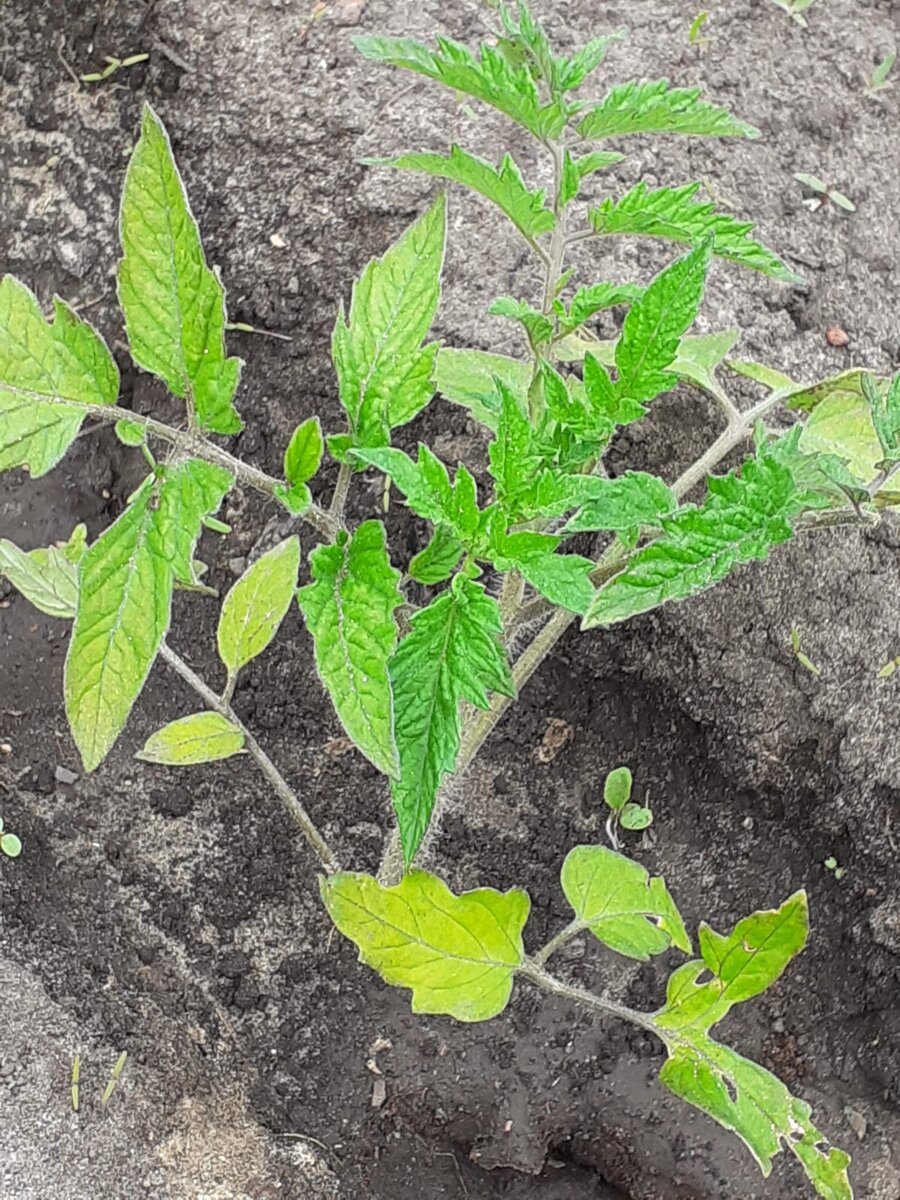 Обработали кустики томатов после высадки в грунт