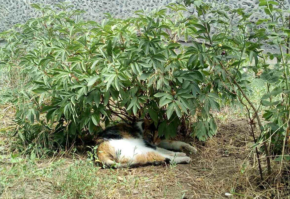 Фото с Яндекс Дзен для примера