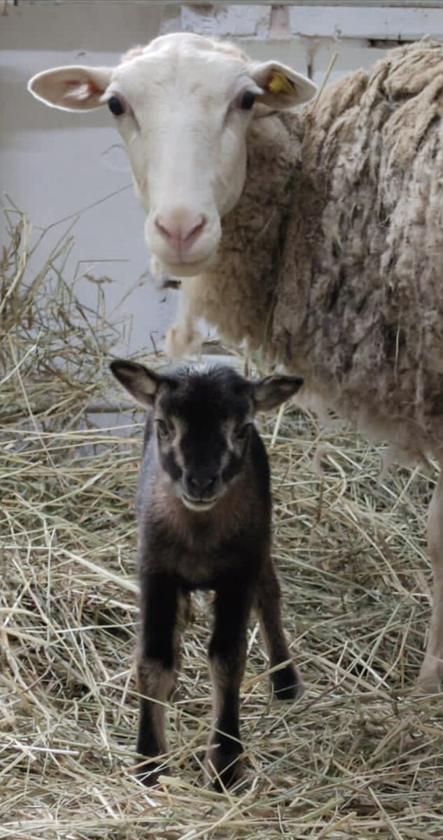 На фото: ягненок