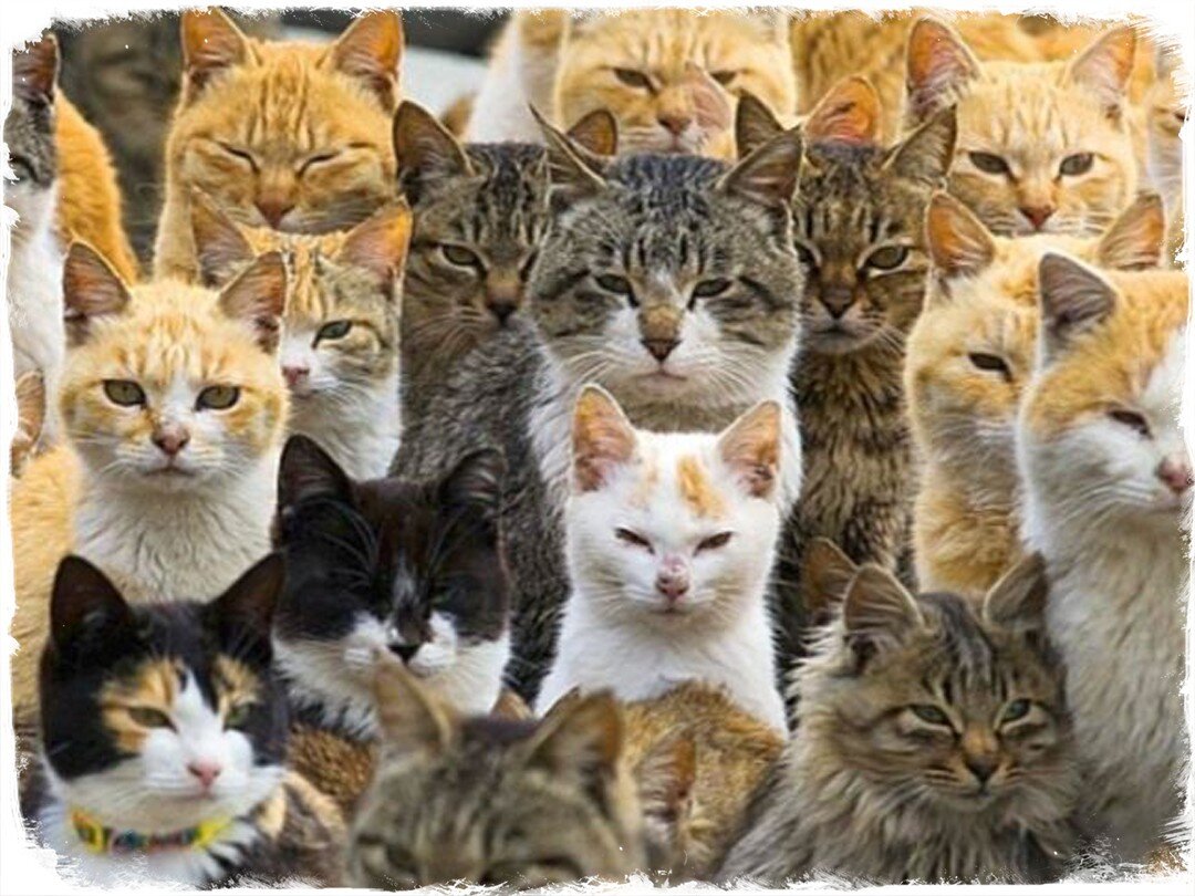 Кошки с острова Аошима (Япония)