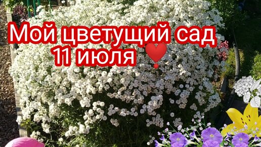 МОЙ ЦВЕТУЩИЙ САД НА 11 ИЮЛЯ