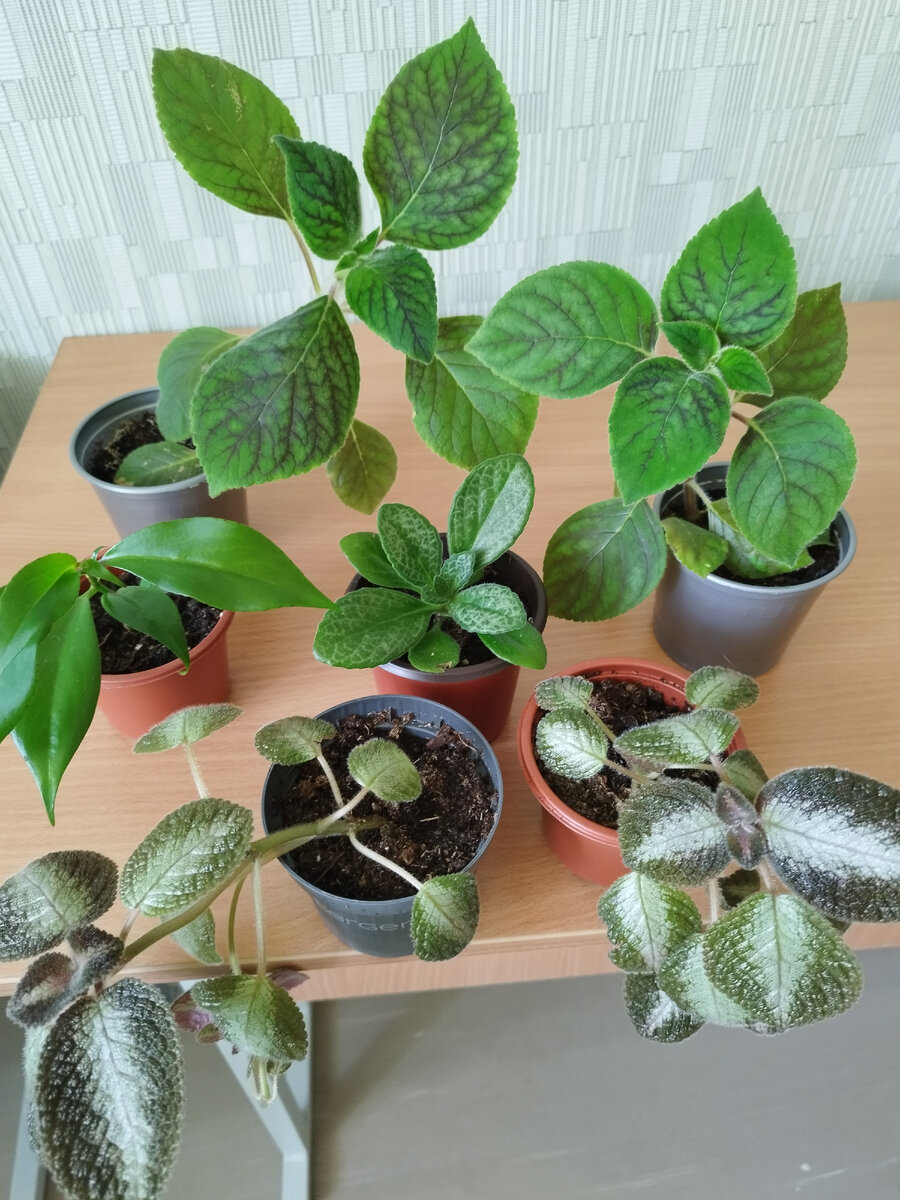 Заказ , отправка почтой.