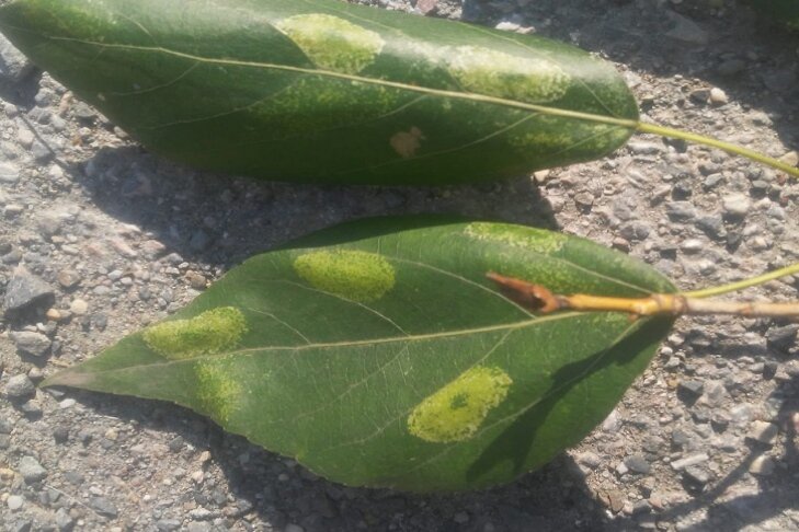    фото предоставлено Алексеем Яновским