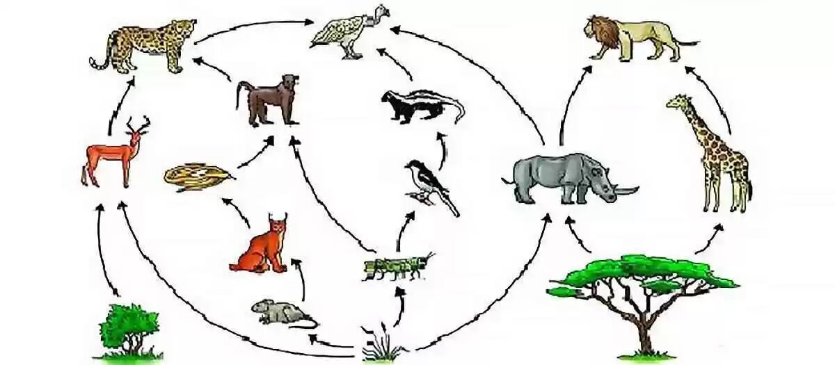 Цепи питания ЕГЭ биология