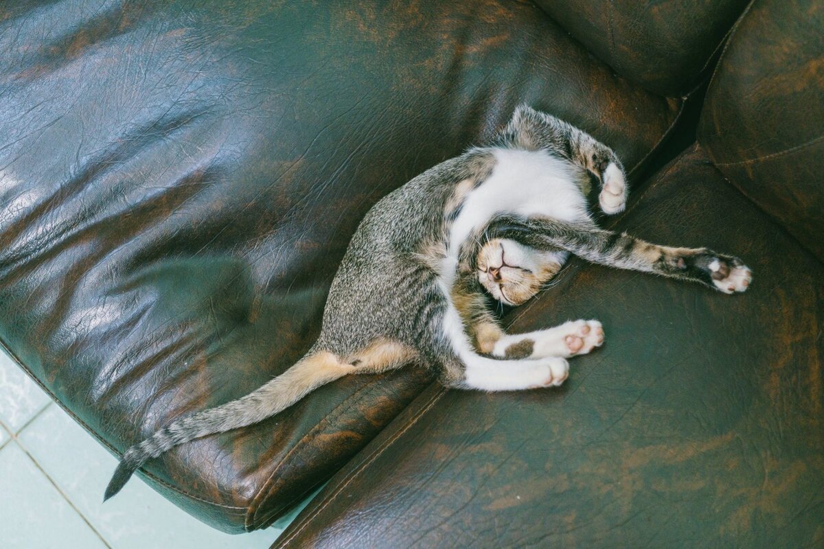 Кот топчется передними лапами и урчит на кровати (Много фото!) -  fotodekormebel.ru