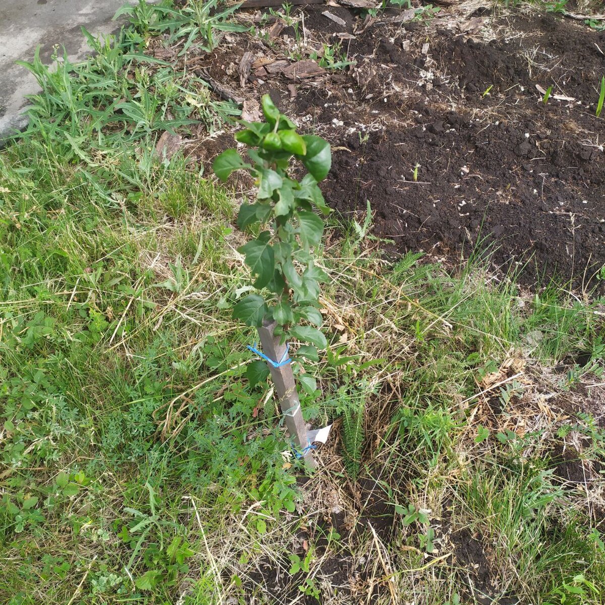 Слева саженец яблони Подарок садоводам весна 2022