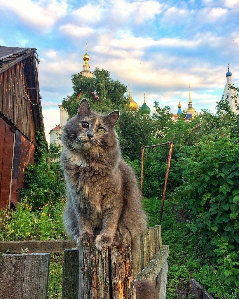 Фото кошки в деревне